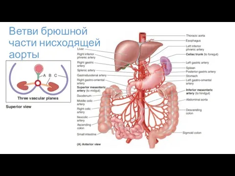 Ветви брюшной части нисходящей аорты Th12 L 3-4 L 1