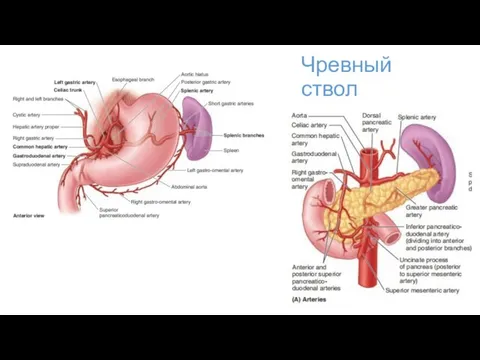 Чревный ствол