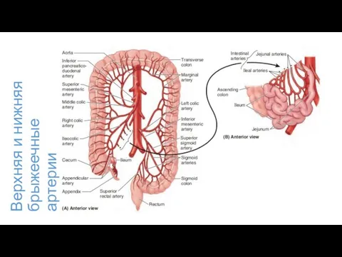 Верхняя и нижняя брыжеечные артерии