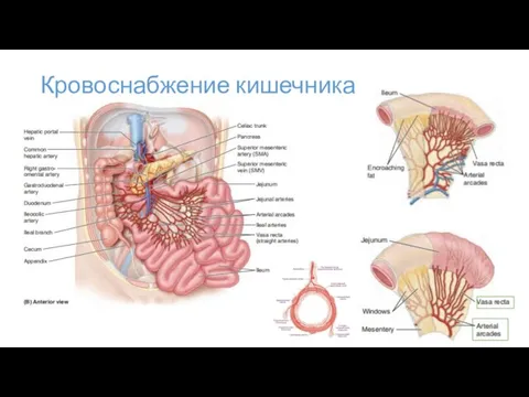 Кровоснабжение кишечника