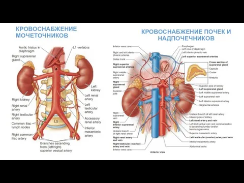 КРОВОСНАБЖЕНИЕ МОЧЕТОЧНИКОВ КРОВОСНАБЖЕНИЕ ПОЧЕК И НАДПОЧЕЧНИКОВ