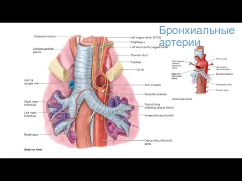 Бронхиальные артерии