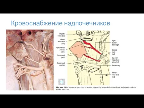 Кровоснабжение надпочечников