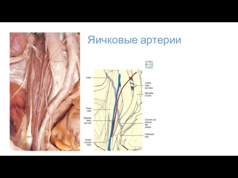 Яичковые артерии