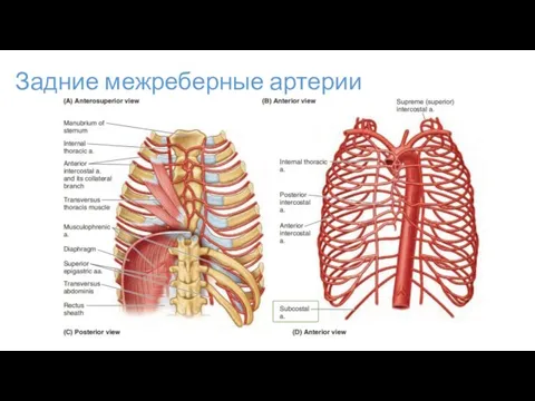 Задние межреберные артерии