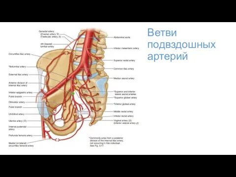 Ветви подвздошных артерий