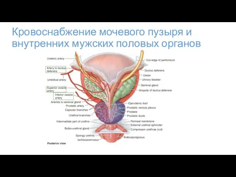Кровоснабжение мочевого пузыря и внутренних мужских половых органов