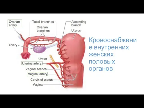 Кровоснабжение внутренних женских половых органов