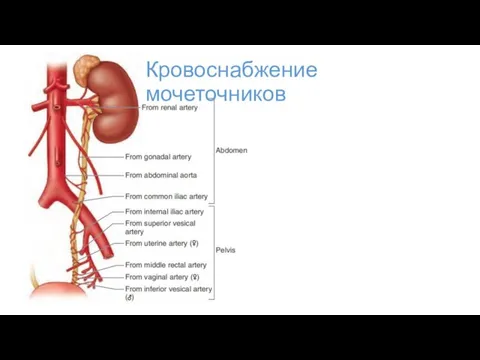 Кровоснабжение мочеточников