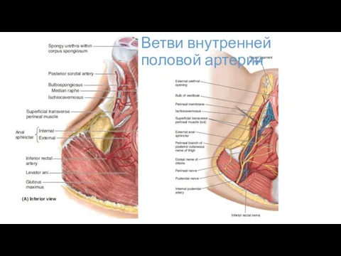 Ветви внутренней половой артерии