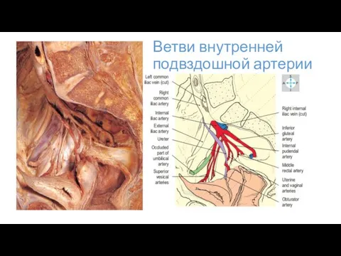 Ветви внутренней подвздошной артерии