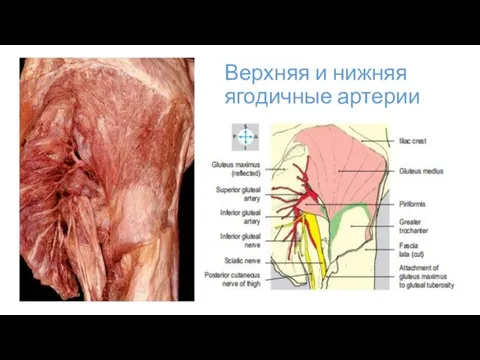 Верхняя и нижняя ягодичные артерии