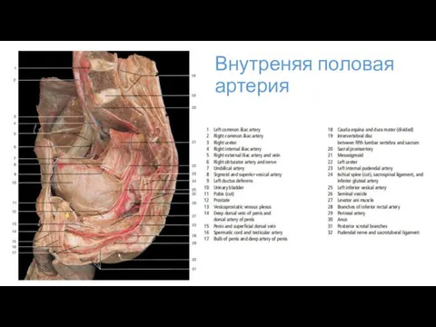 Внутреняя половая артерия