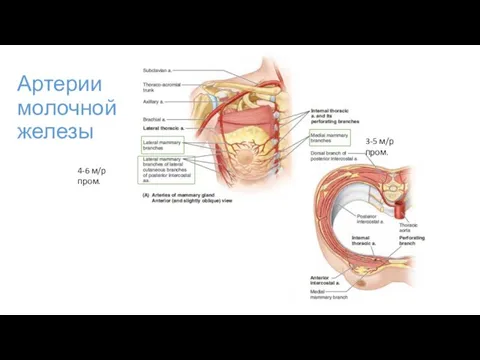 Артерии молочной железы 3-5 м/р пром. 4-6 м/р пром.