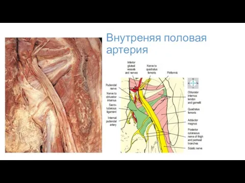 Внутреняя половая артерия