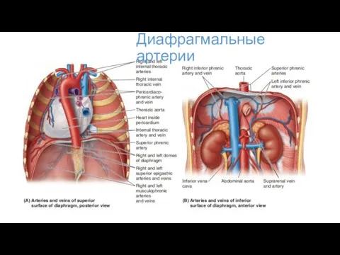 Диафрагмальные артерии