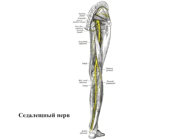 Седалещный нерв