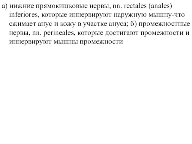 а) нижние прямокишковые нервы, nn. rectales (anales) inferiores, которые иннервируют наружную мышцу-что