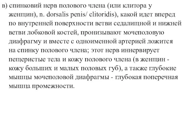 в) спинковий нерв полового члена (или клитора у женщин), n. dorsalis penis/