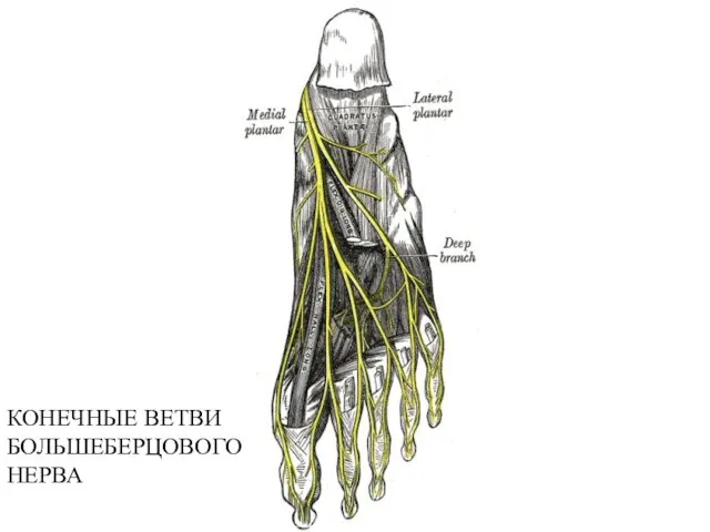 КОНЕЧНЫЕ ВЕТВИ БОЛЬШЕБЕРЦОВОГО НЕРВА