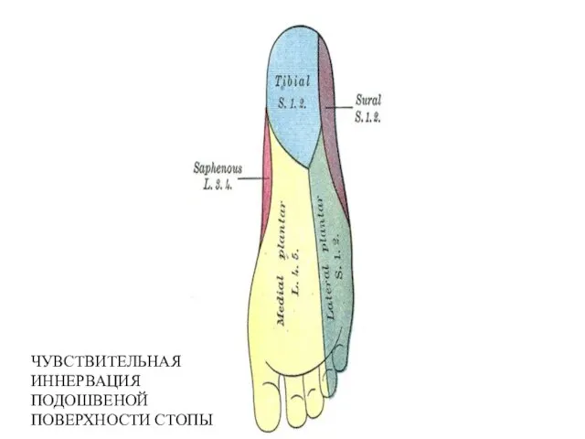 ЧУВСТВИТЕЛЬНАЯ ИННЕРВАЦИЯ ПОДОШВЕНОЙ ПОВЕРХНОСТИ СТОПЫ