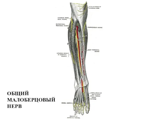 ОБЩИЙ МАЛОБЕРЦОВЫЙ НЕРВ