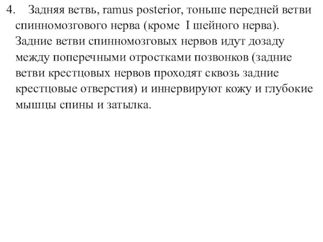 4. Задняя ветвь, ramus posterior, тоньше передней ветви спинномозгового нерва (кроме І