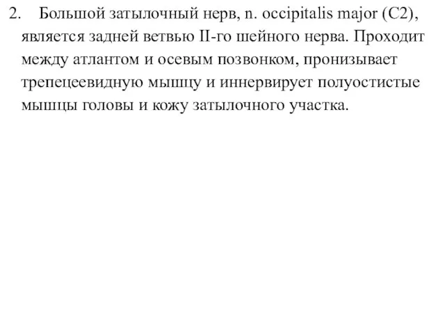 2. Большой затылочный нерв, n. occipitalis major (C2), является задней ветвью ІІ-го