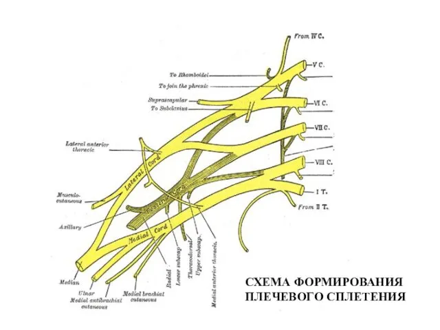 СХЕМА ФОРМИРОВАНИЯ ПЛЕЧЕВОГО СПЛЕТЕНИЯ