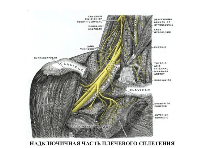 НАДКЛЮЧИЧНАЯ ЧАСТЬ ПЛЕЧЕВОГО СПЛЕТЕНИЯ