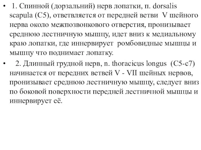 1. Спинной (дорзальний) нерв лопатки, п. dorsalis scapula (C5), ответвляется от передней