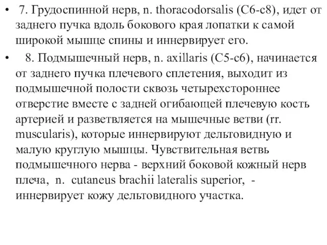 7. Грудоспинной нерв, n. thoracodorsalis (C6-c8), идет от заднего пучка вдоль бокового