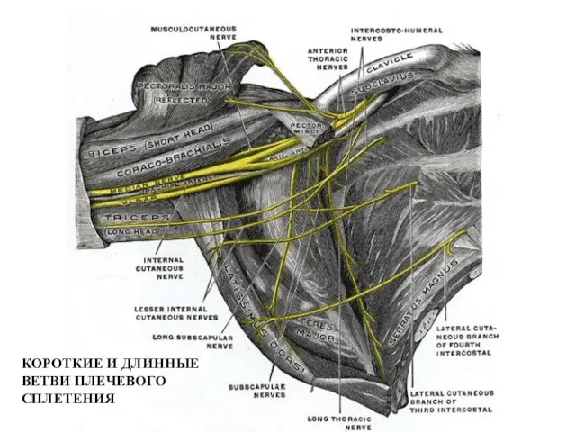 КОРОТКИЕ И ДЛИННЫЕ ВЕТВИ ПЛЕЧЕВОГО СПЛЕТЕНИЯ