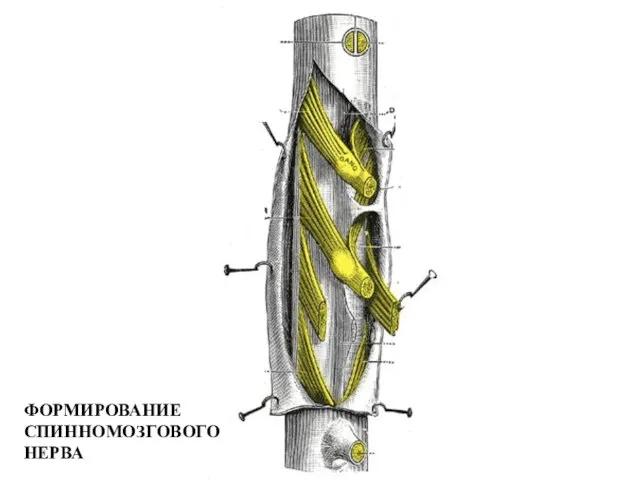 ФОРМИРОВАНИЕ СПИННОМОЗГОВОГО НЕРВА