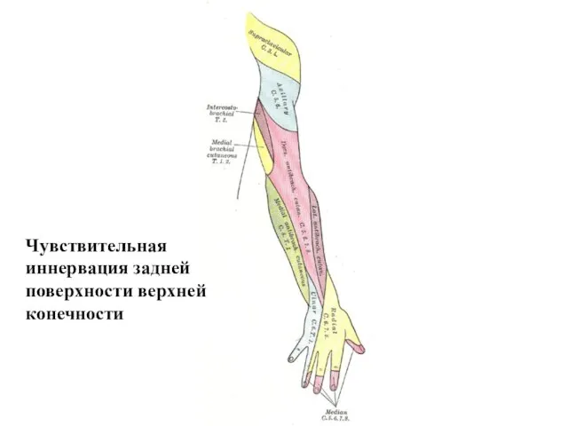 Чувствительная иннервация задней поверхности верхней конечности