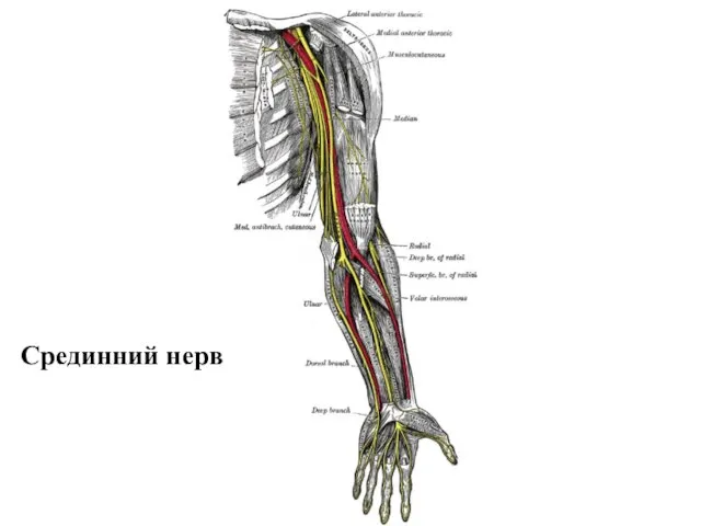 Срединний нерв