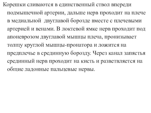 Корешки сливаются в единственный ствол впереди подмышечной артерии, дальше нерв проходит на