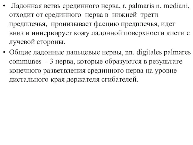 Ладонная ветвь срединного нерва, r. palmaris n. mediani, отходит от срединного нерва