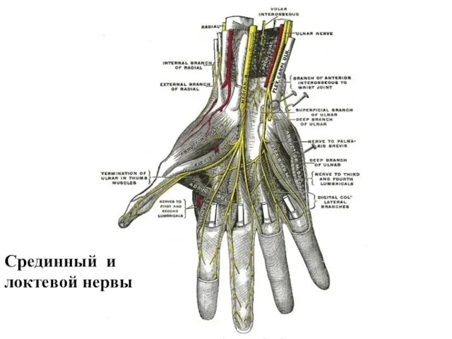 Срединный и локтевой нервы