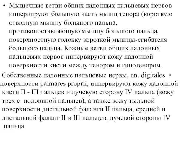 Мышечные ветви общих ладонных пальцевых нервов иннервируют большую часть мышц тенора (короткую