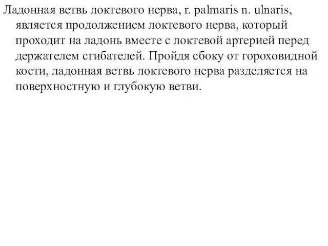 Ладонная ветвь локтевого нерва, r. palmaris n. ulnaris, является продолжением локтевого нерва,