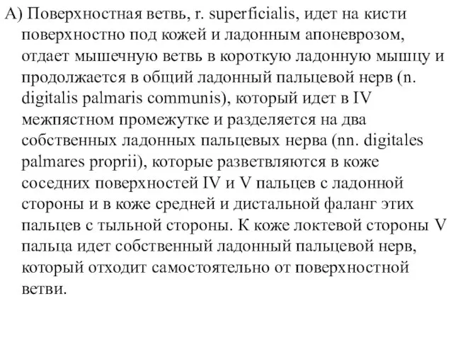 А) Поверхностная ветвь, r. superficialis, идет на кисти поверхностно под кожей и