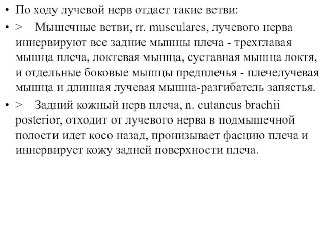 По ходу лучевой нерв отдает такие ветви: > Мышечные ветви, rr. musculares,