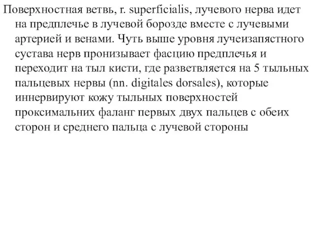 Поверхностная ветвь, r. superficialis, лучевого нерва идет на предплечье в лучевой борозде