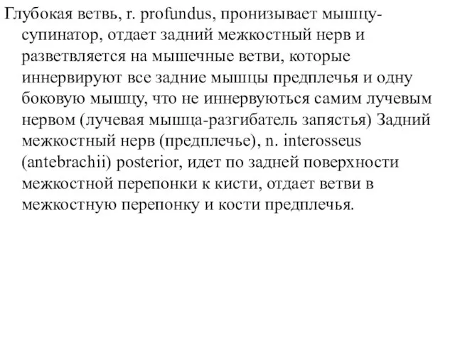 Глубокая ветвь, r. profundus, пронизывает мышцу- супинатор, отдает задний межкостный нерв и