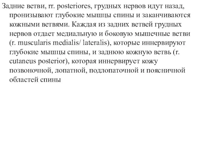 Задние ветви, rr. posteriores, грудных нервов идут назад, пронизывают глубокие мышцы спины