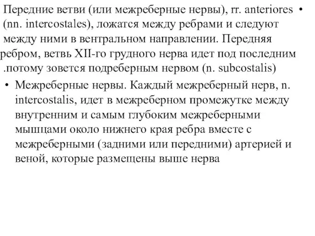 Передние ветви (или межреберные нервы), rr. anteriores (nn. intercostales), ложатся между ребрами