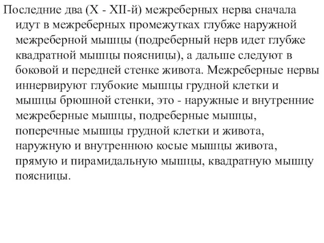 Последние два (X - ХІІ-й) межреберных нерва сначала идут в межреберных промежутках