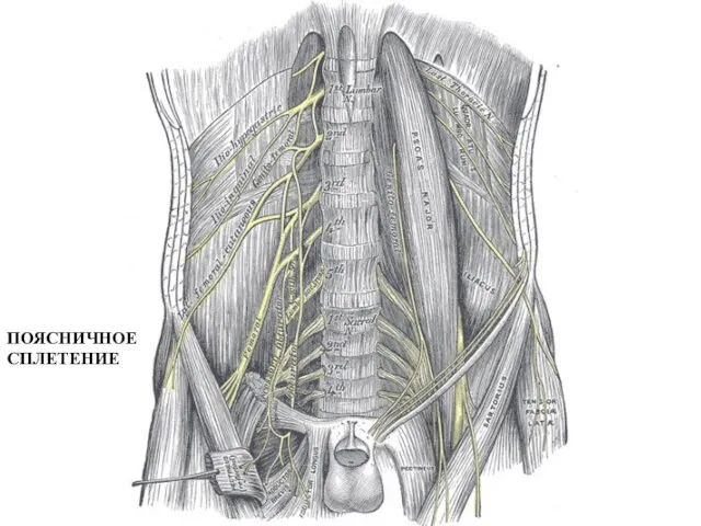 ПОЯСНИЧНОЕ СПЛЕТЕНИЕ