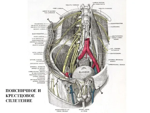 ПОЯСНИЧНОЕ И КРЕСТЦОВОЕ СПЛЕТЕНИЕ